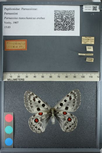 Media type: image;   Entomology 174911